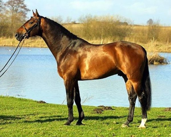 stallion Remember (KWPN (Royal Dutch Sporthorse), 1998, from Catango)