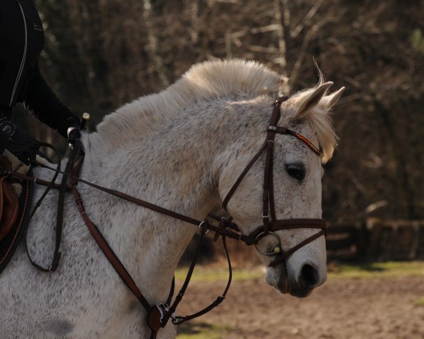 horse April 76 (German Riding Pony, 2002, from Mondego)
