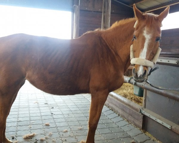 broodmare Ruby-Gold (Oldenburg, 1995, from Landor S)