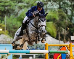 stallion Didas de L Esperance (Belgian Warmblood, 2003, from Darco)