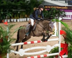 stallion Polsbury Powerpoint (New Forest Pony, 2003, from Valentino)