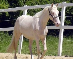 broodmare Mokas (Hungarian Warmblood, 2002, from Szalkszentmarton Ritmus)