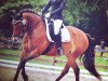 broodmare Carrera la Belle (German Riding Pony, 2006, from Black Boy)