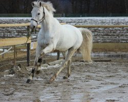 dressage horse Little Ikarus (Oldenburg, 2004, from Londonderry)