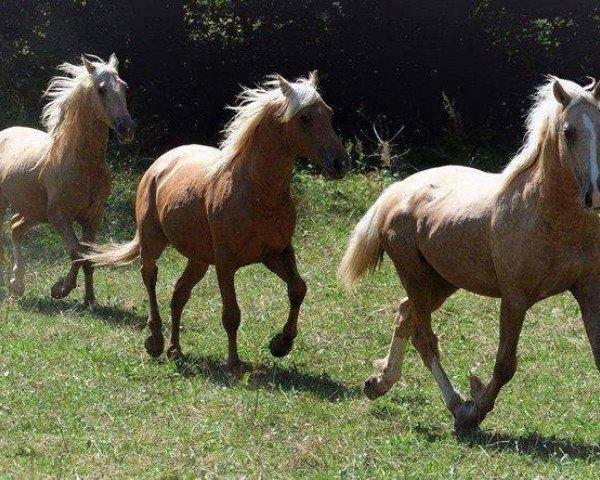 horse 3 Lusitano- Brüder (Lusitano, 2013)