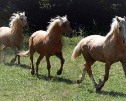 Pferd 3 Lusitano- Brüder (Lusitano, 2013)