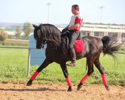 Pferd Atento XXXI (Pura Raza Espanola (PRE), 2002)