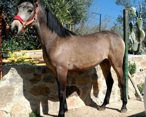 horse SANTO (Lusitano, 2015)