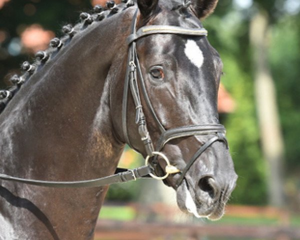 stallion Descadero (Hanoverian, 2012, from Danone 4)