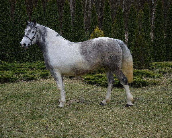 Pferd Guoda (Polnisches Pony, 2011)