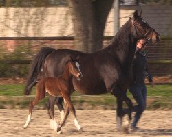 broodmare Cat-Cassy L (Westphalian, 2017, from Cassus 2)