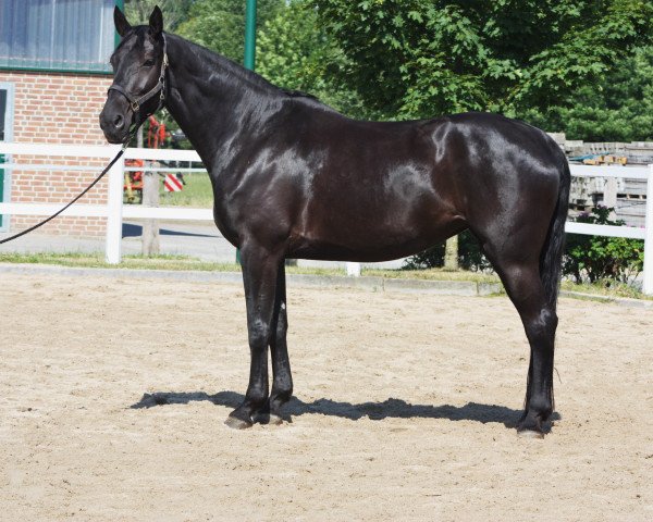 horse Pique Dame S (Westphalian, 1999, from Paukenschlag)