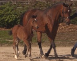 Springpferd Stute von Bellini Royal (Westfale, 2017, von Bellini Royal)