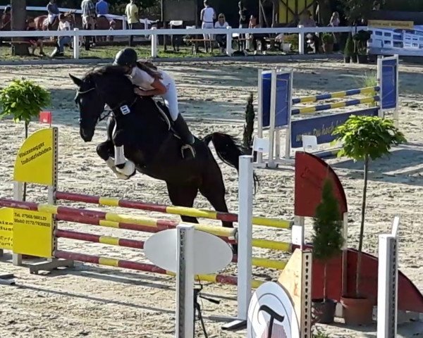 broodmare Fly High 13 (Oldenburg, 2011, from Contendro I)