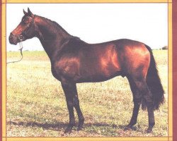 Deckhengst Eloge (Schwedisches Warmblut, 1984, von Eminent)