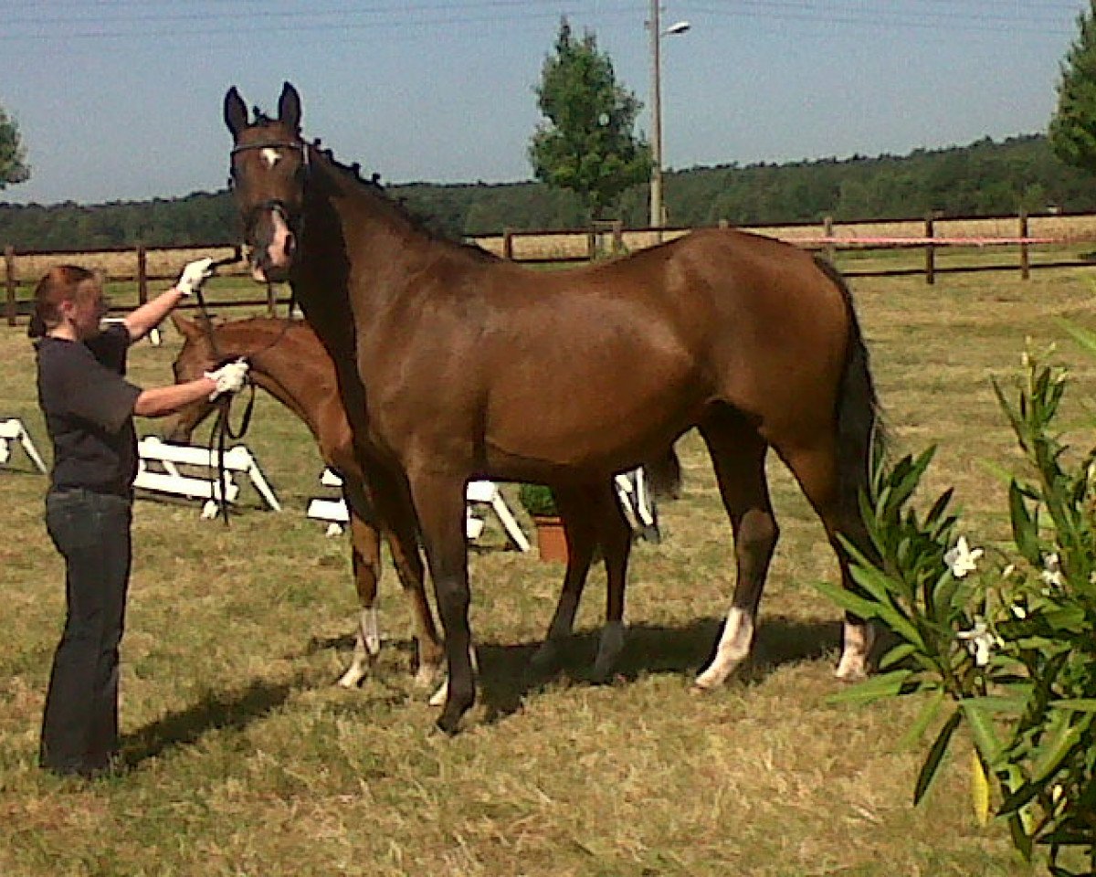 broodmare Unica IV (Trakehner, 1996, from Cornus)