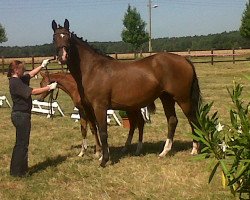 broodmare Unica IV (Trakehner, 1996, from Cornus)