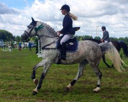 jumper Ciimaani (German Sport Horse, 2006, from Cassini II)