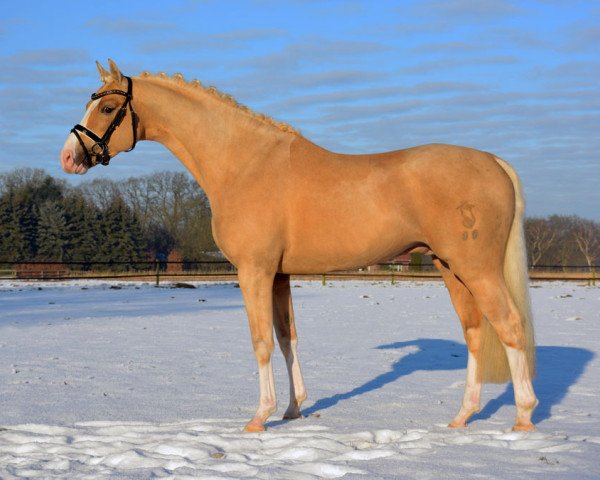 dressage horse Kastanienhof Manhattan (German Riding Pony, 2013, from The Braes My Mobility)