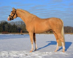 Dressurpferd Kastanienhof Manhattan (Deutsches Reitpony, 2013, von The Braes My Mobility)