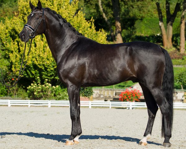 stallion Flash Hit (Oldenburg, 2011, from Fürst Romancier)