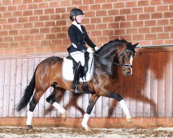 stallion Kastanienhof Kentaur (German Riding Pony, 2012, from Kennedy WE)