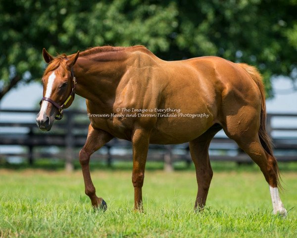 broodmare Littleprincessemma xx (Thoroughbred, 2006, from Yankee Gentleman xx)