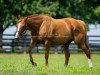 broodmare Littleprincessemma xx (Thoroughbred, 2006, from Yankee Gentleman xx)