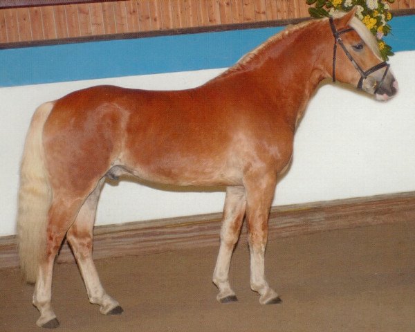 stallion Neumond (Haflinger, 1999, from Nastral)
