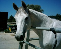 broodmare Jolanthe (Württemberger, 1992, from Unkensee)