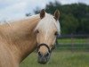 dressage horse DJ 30 (German Riding Pony, 2010, from Arts-Dancer-Boy)