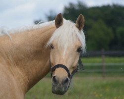 dressage horse DJ 30 (German Riding Pony, 2010, from Arts-Dancer-Boy)