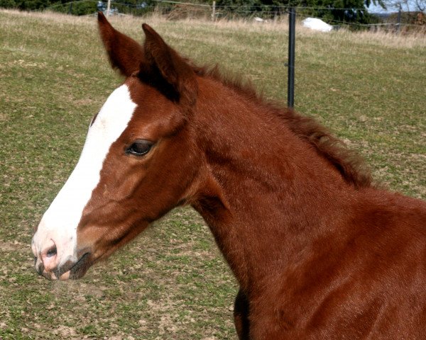 Springpferd Keyla (Mecklenburger, 2017, von Kanndarco)