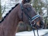 dressage horse Fürst Romantik B (Oldenburg, 2012, from Fürst Romancier)