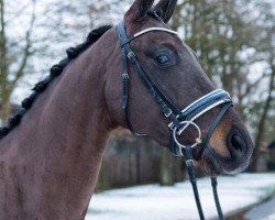 dressage horse Fürst Romantik B (Oldenburg, 2012, from Fürst Romancier)