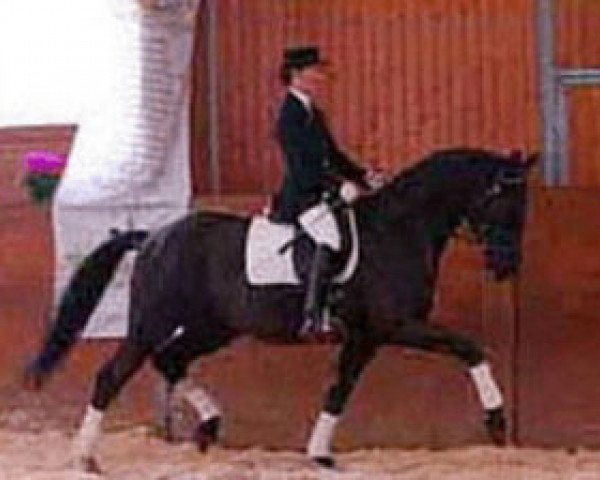 stallion Frenchman II (Hanoverian, 2000, from Falkland)