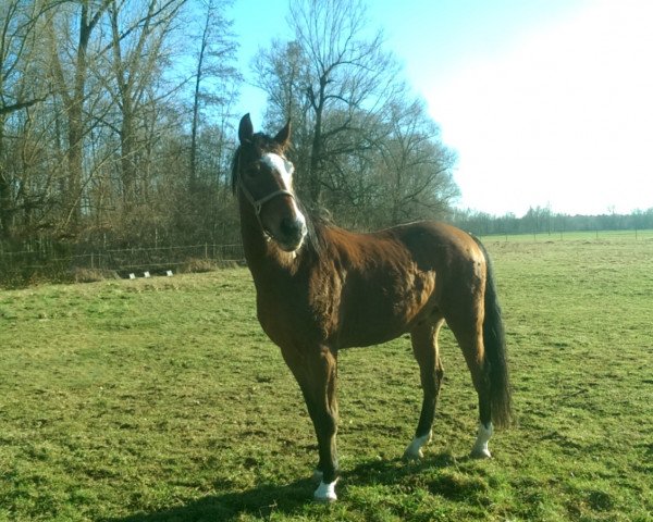 horse Golden Macig (Hanoverian, 2005, from Golden Graf)