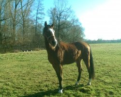 horse Golden Macig (Hanoverian, 2005, from Golden Graf)