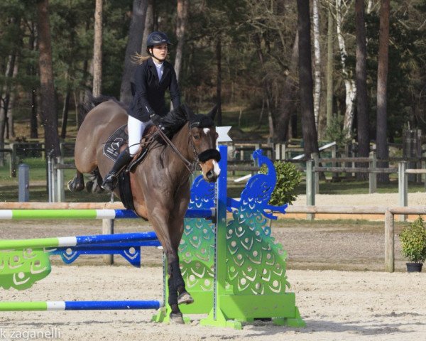 jumper Statu Quo In Live (Selle Français, 2006, from Quick Star)