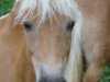 broodmare Marie (Haflinger, 1997, from Nissan)