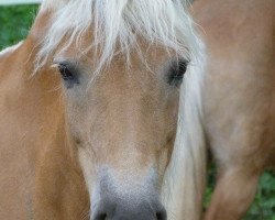 broodmare Marie (Haflinger, 1997, from Nissan)