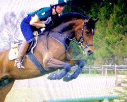 broodmare Godiva Peppermint Patty (KWPN (Royal Dutch Sporthorse), 2011, from Advance)