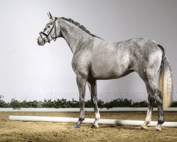 stallion Blind Date AT (Westphalian, 2014, from Belissimo NRW)