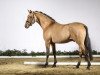 dressage horse Dan Kano AT (German Riding Pony, 2014, from Dimension AT NRW)