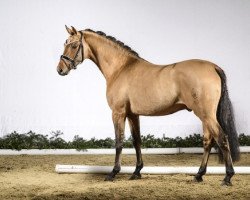 dressage horse Dan Kano AT (German Riding Pony, 2014, from Dimension AT NRW)