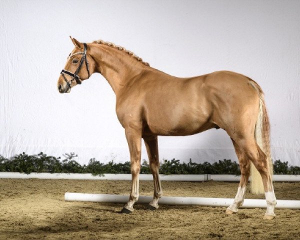 stallion Omega AT WE (German Riding Pony, 2014, from Grenzhoehes Olivier K WE)
