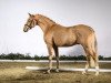 stallion Omega AT WE (German Riding Pony, 2014, from Grenzhoehes Olivier K WE)