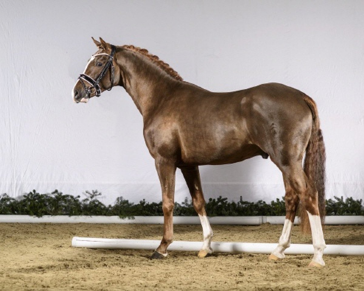 Deckhengst Dreamtime AT (Westfale, 2014, von Dreidimensional AT NRW)
