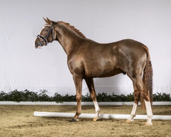 stallion Dreamtime AT (Westphalian, 2014, from Dreidimensional AT NRW)