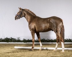 stallion Dreamtime AT (Westphalian, 2014, from Dreidimensional AT NRW)